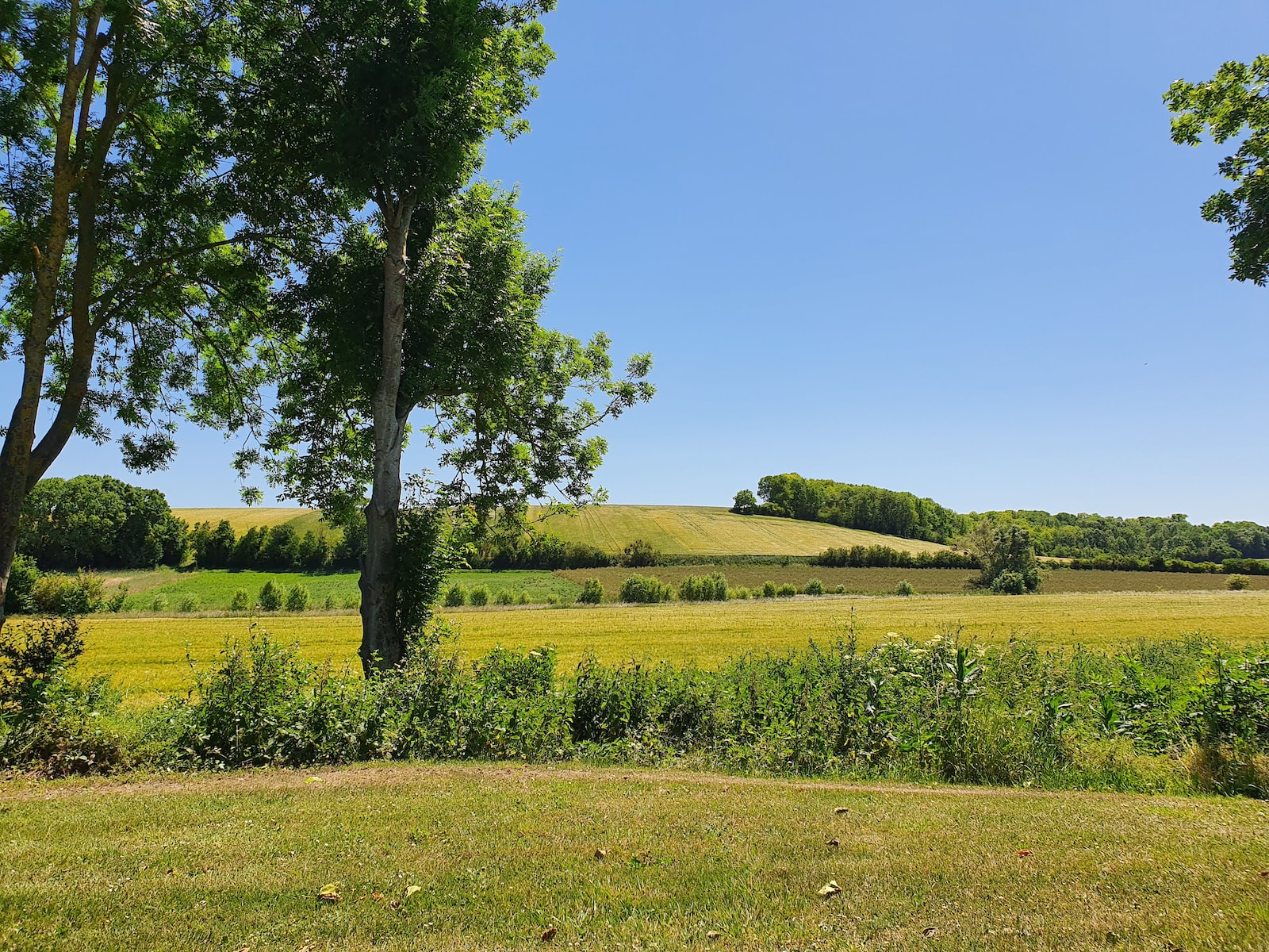 green grass field with trees during daytime